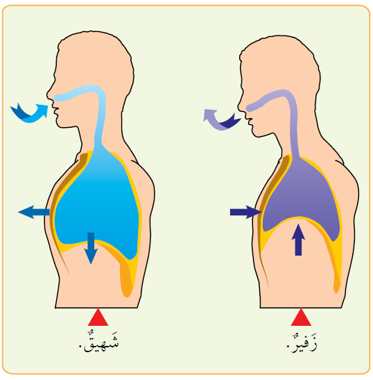 الشهيق والزفير